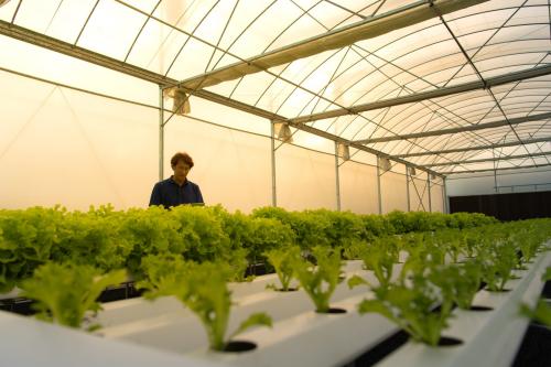 Massive Production: Exceptional Hydroponic Grow System with Great Design